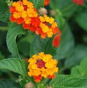 Lantana camara Luscious® series