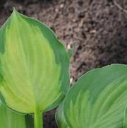 Hosta Heart and Soul