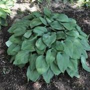 Hosta Hillbilly Blues