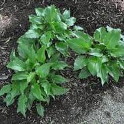 Hosta Invincible