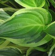 Hosta Iron Gate Delight