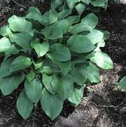 Hosta Krossa Regal