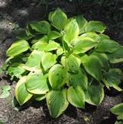 Hosta Last Dance