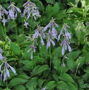 Hosta Lemon Lime