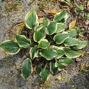 Hosta Mama Mia