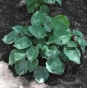 Hosta Moonlight Sonata