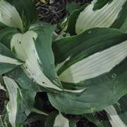 Hosta Night Before Christmas