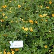 Lantana x New Gold