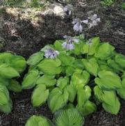 Hosta Old Glory