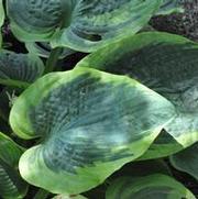 Hosta Olive Bailey Langdon