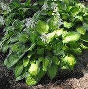 Hosta Paradigm