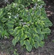 Hosta Parky's Prize