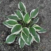 Hosta Patriot