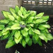 Hosta Paul's Glory