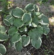 Hosta Pizzazz