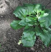 Hosta Potomac Pride