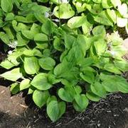 Hosta Radiant Edger