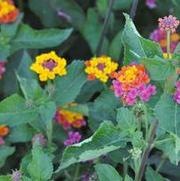 Lantana camara Patriot™ Classic™ Series