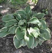 Hosta Regal Splendor