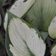 Hosta Revolution