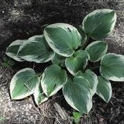 Hosta Robert Frost