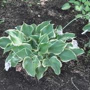 Hosta Sagae