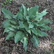 Hosta Salute