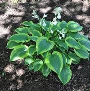 Hosta Satisfaction