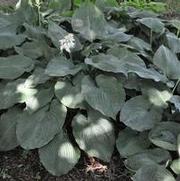 Hosta Samuel Blue