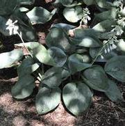 Hosta Sea Lotus Leaf