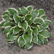 Hosta Shade Fanfare