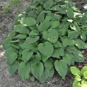 Hosta sieboldiana var. elegans 