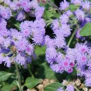 Ageratum High Tide® Blue