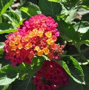 Lantana camara Patriot Hot Country