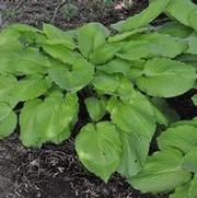 Hosta Squash Casserole