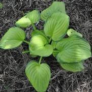 Hosta Stained Glass