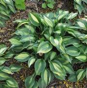 Hosta Striptease