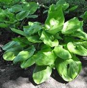 Hosta Sum and Substance