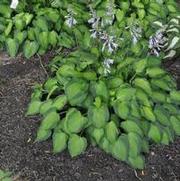 Hosta Sweet Home Chicago