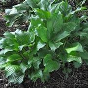 Hosta ventricosa 