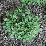 Hosta venusta 