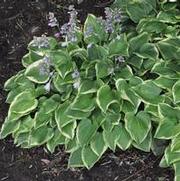 Hosta Veronica Lake