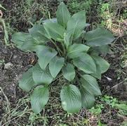 Hosta Wheaton Blue