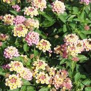 Lantana camara South Beach™ Compact Coral