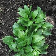 Hosta yingeri 