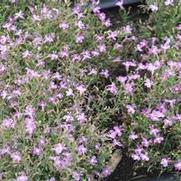 Lobelia Lucia® Lavender Blush