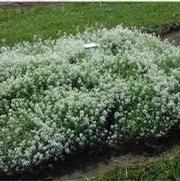 Lobularia Snow Princess®