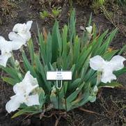 Iris germanica Bama Baby