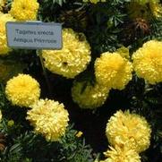 Tagetes erecta Antigua Primrose