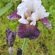 Iris germanica Coming Storm